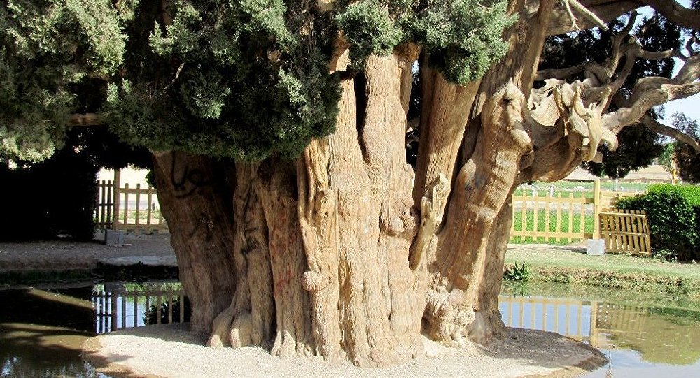 Dünyanın en yaşlı ikinci ağacı İran’da