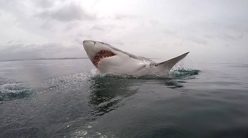 Mağusa’da Dev Büyük Beyaz Köpekbalığı!