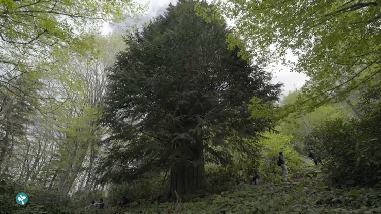 Bronz Çağı’ndan beri orada: Zonguldak’ta 4112 Yaşında Porsuk Ağacı Bulundu